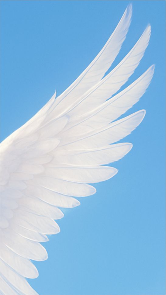 wing